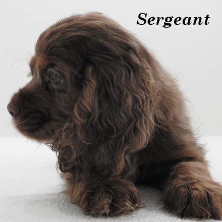 puppy, for, sale, Cocker Spaniel, Joe & Cherri  Overlease, dog, breeder, Miller, MO, dog-breeder, puppy-for-sale, forsale, nearby, find, puppyfind, locator, puppylocator, aca
